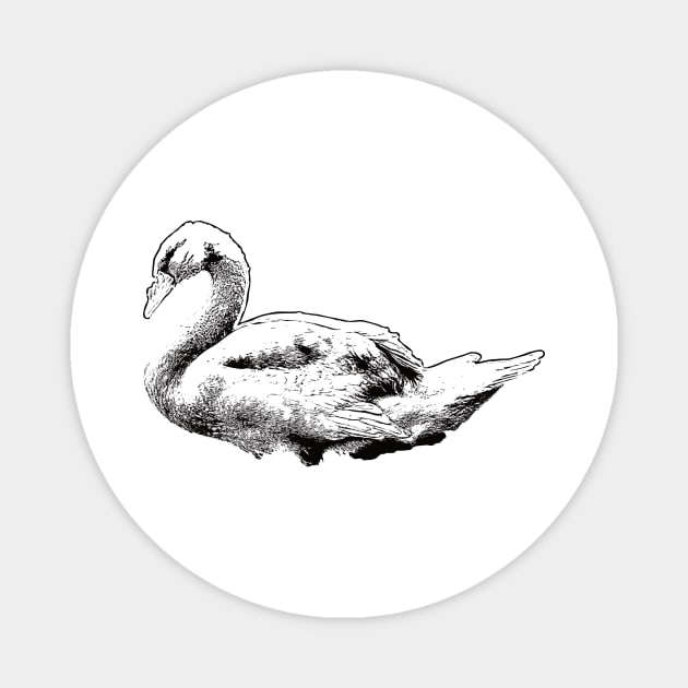 Black Swan drawing vintage Magnet by Ginstore